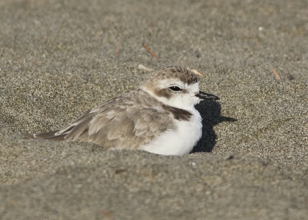 雪鸻(Anarhynchus nivosus)