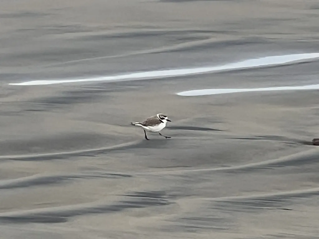 雪鸻(Anarhynchus nivosus)