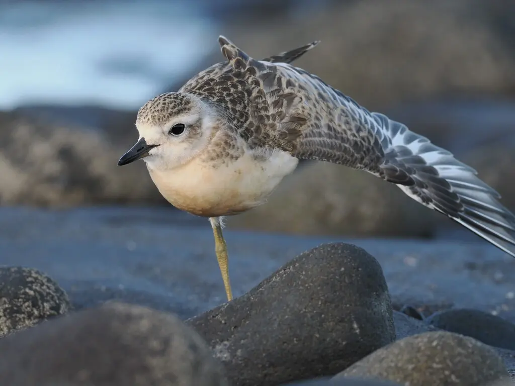 新西兰鸻（Anarhynchus obscurus）
