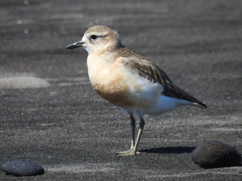新西兰鸻（Anarhynchus obscurus）