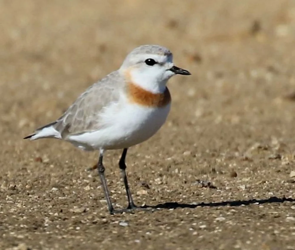 栗斑鸻(Anarhynchus pallidus)