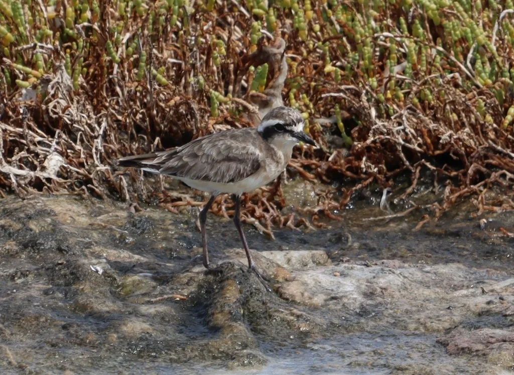 基氏沙鸻（Anarhynchus pecuarius）
