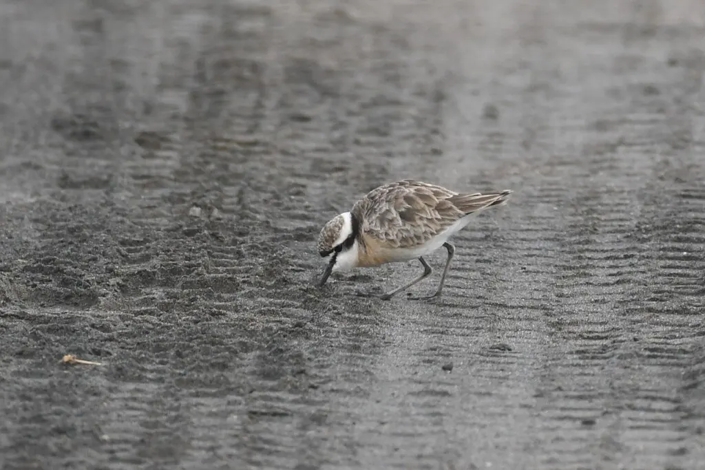 基氏沙鸻（Anarhynchus pecuarius）