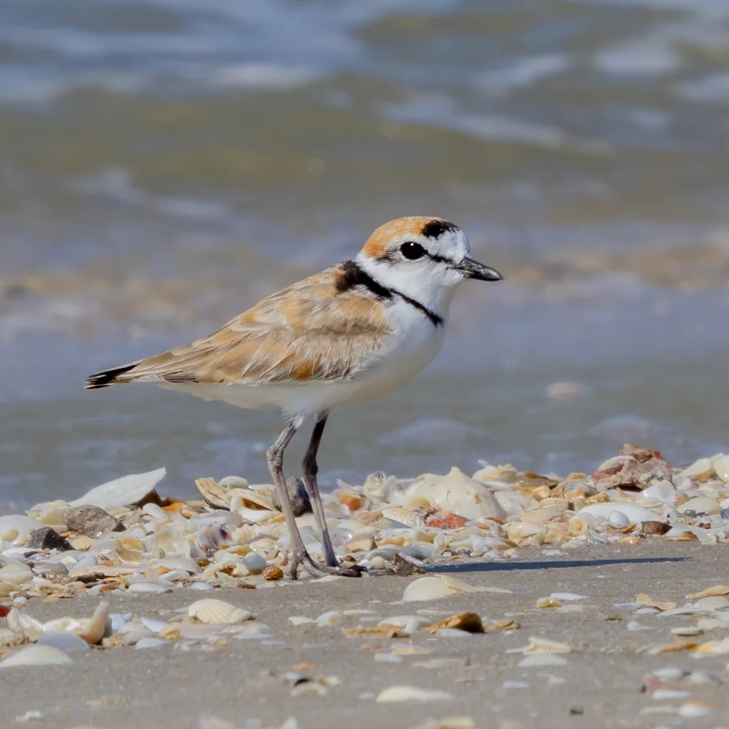 马来鸻(Anarhynchus peronii)