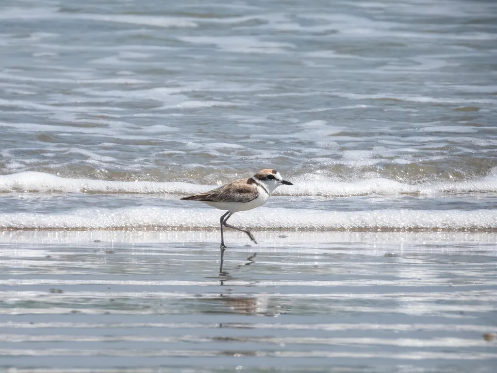 马来鸻(Anarhynchus peronii)