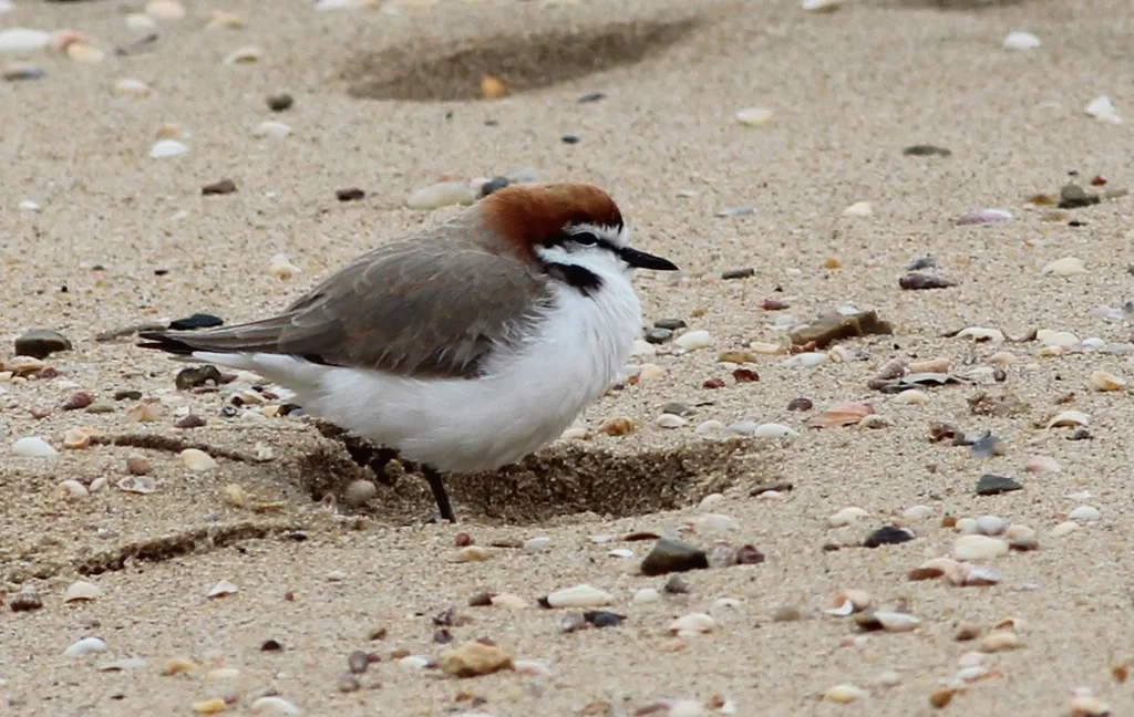 红顶鸻(Anarhynchus ruficapillus)