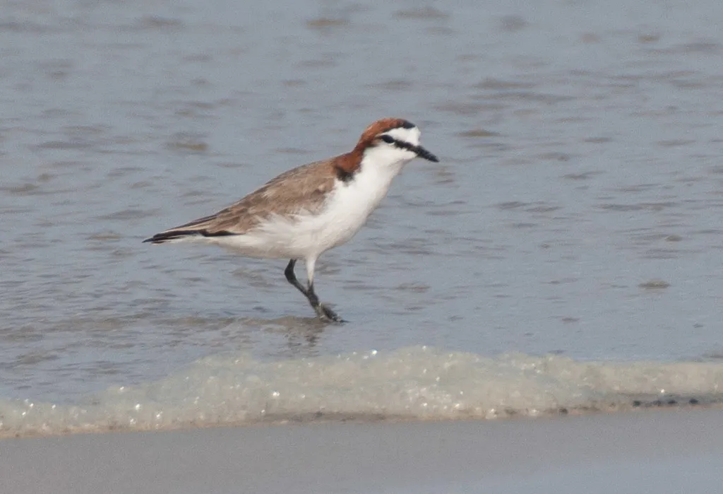红顶鸻(Anarhynchus ruficapillus)