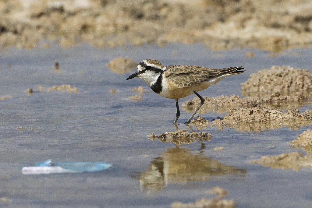 黑斑沙鸻(Anarhynchus thoracicus)