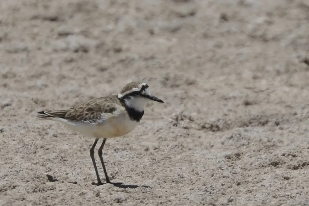 黑斑沙鸻(Anarhynchus thoracicus)