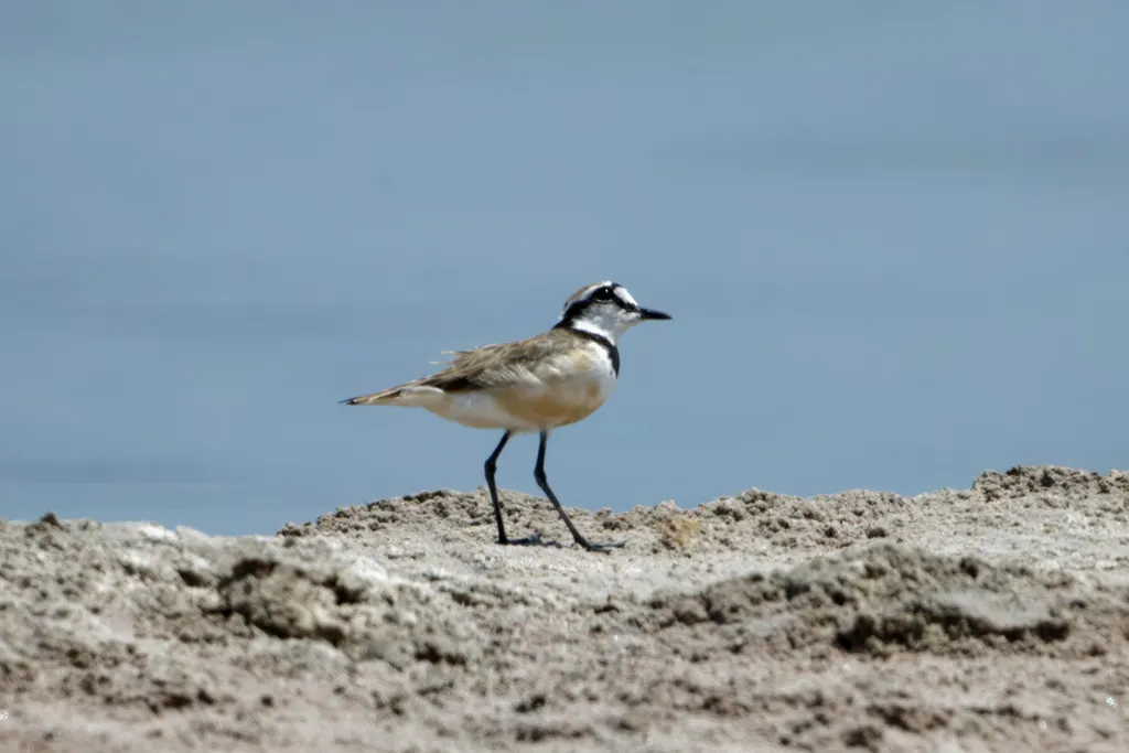 黑斑沙鸻(Anarhynchus thoracicus)