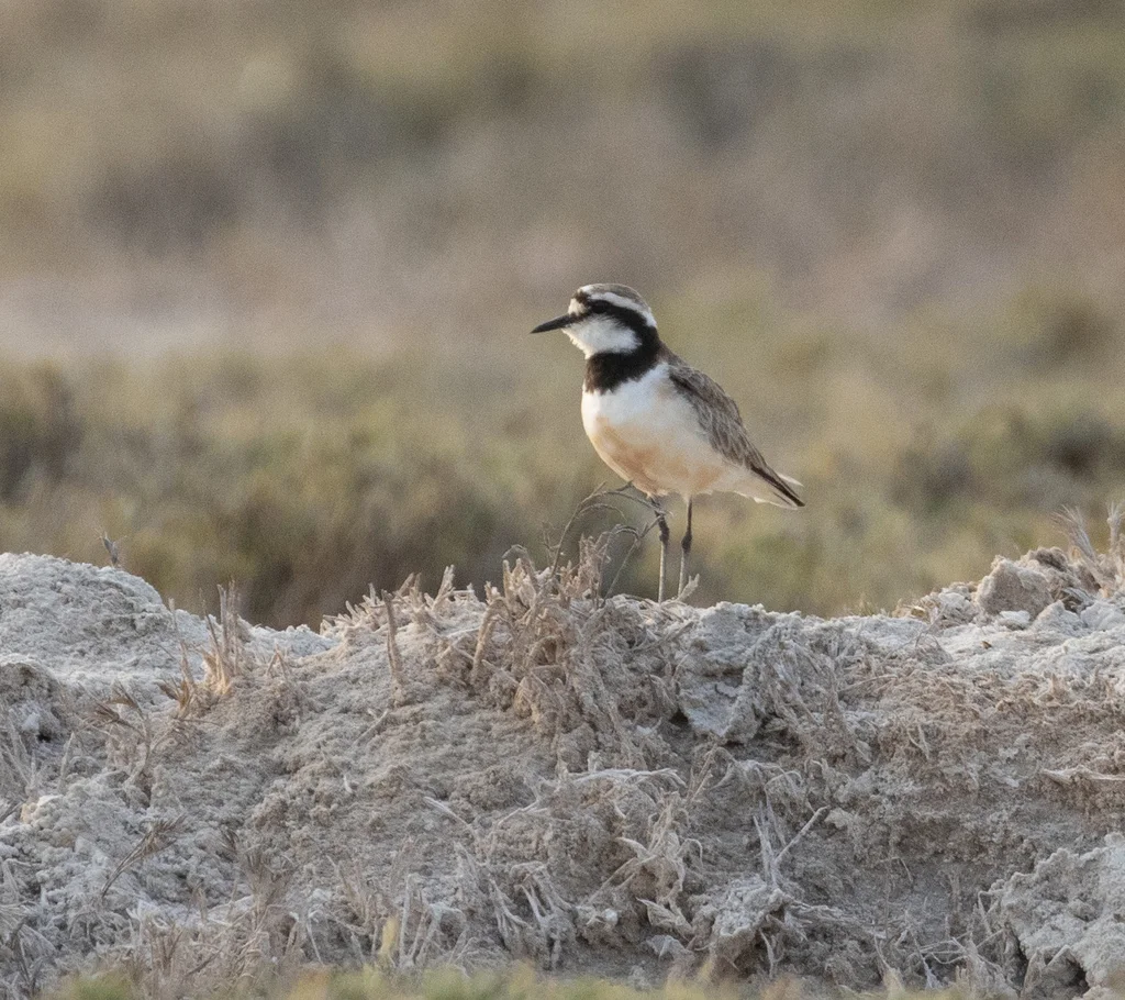黑斑沙鸻(Anarhynchus thoracicus)