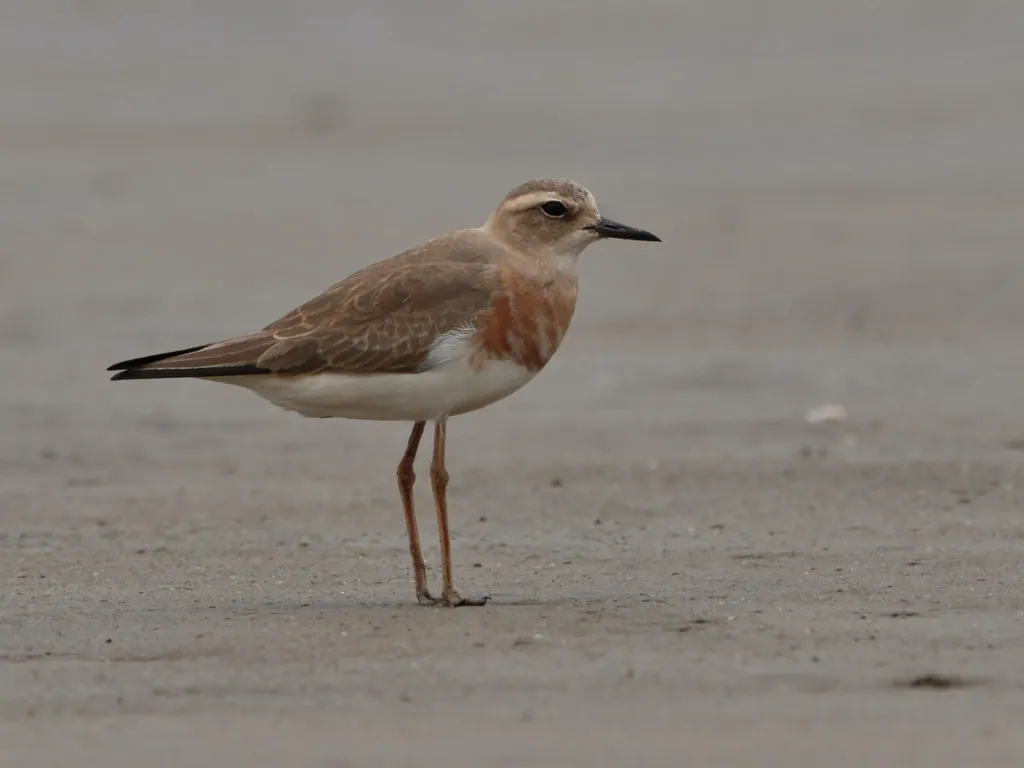东方鸻（Anarhynchus veredus）