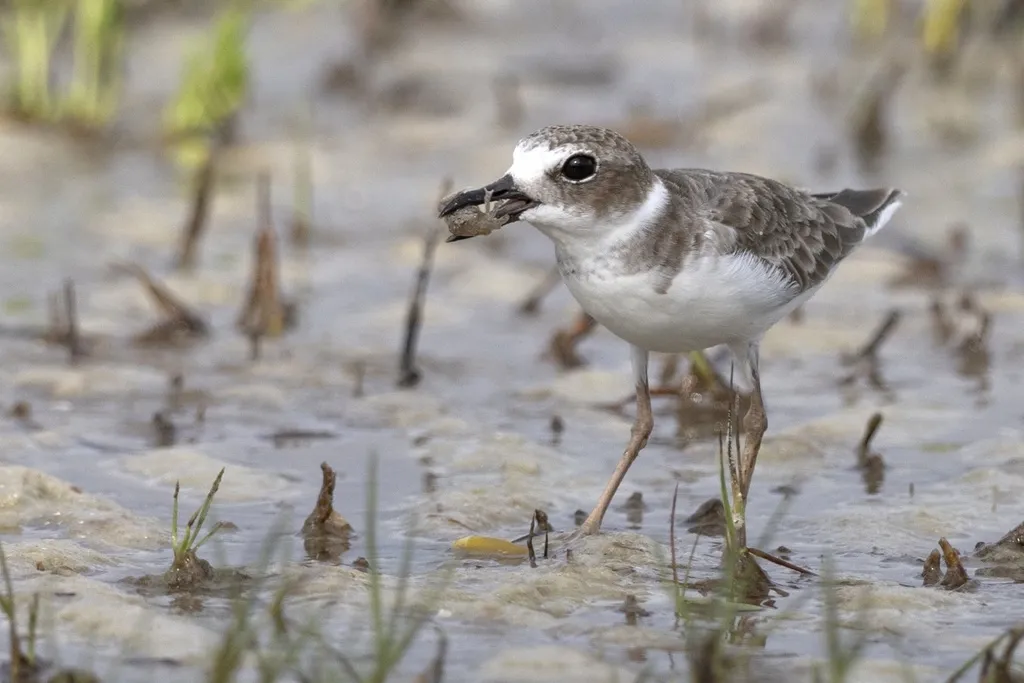 厚嘴鸻(Anarhynchus wilsonia)