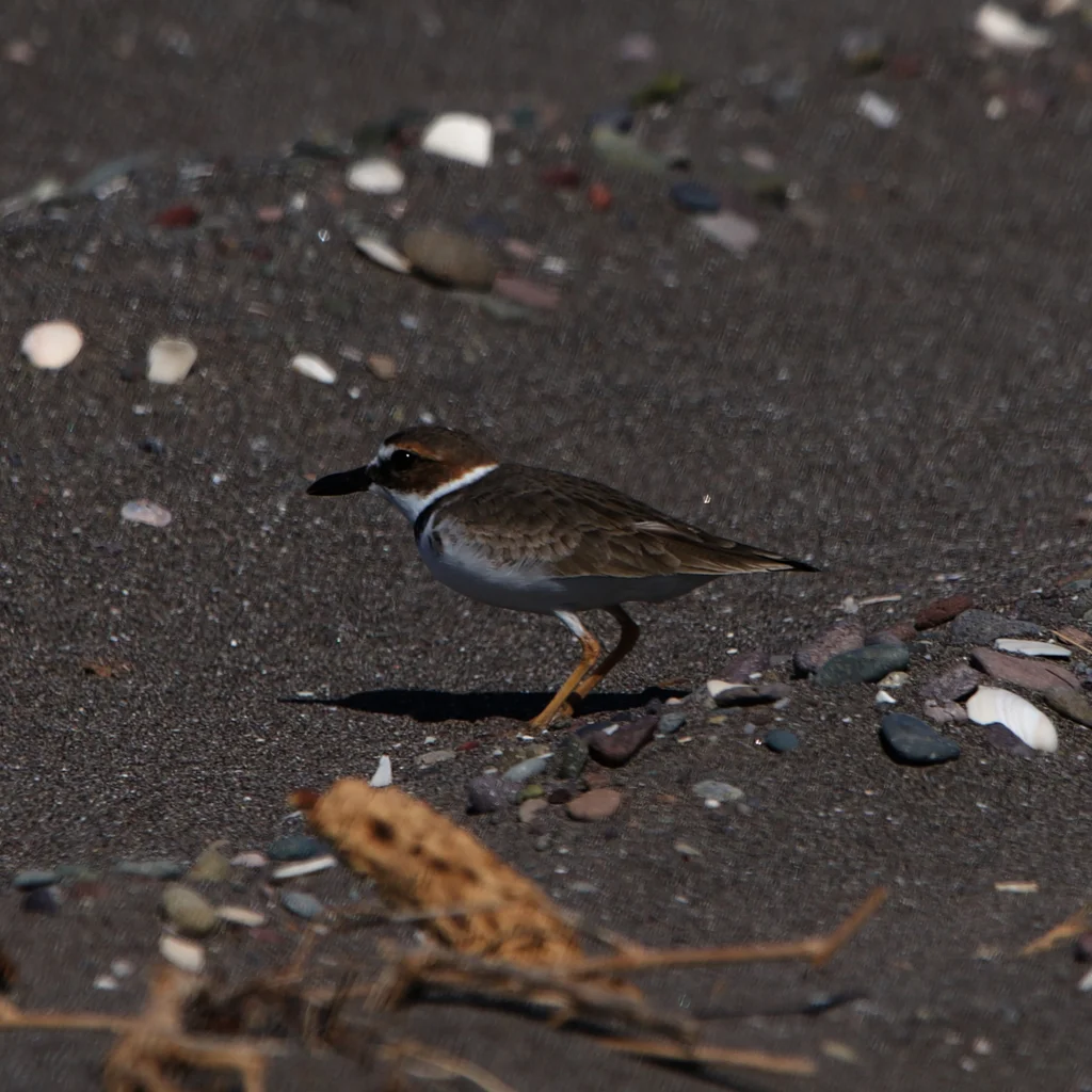 厚嘴鸻(Anarhynchus wilsonia)