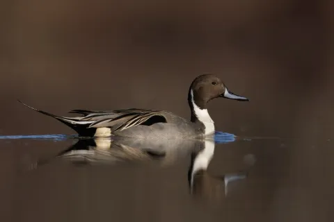 针尾鸭