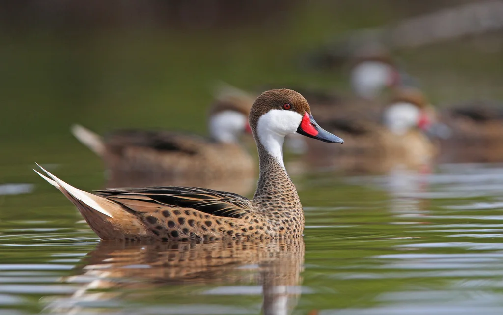 白脸针尾鸭(Anas bahamensis)