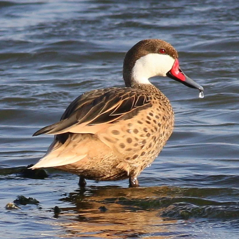白脸针尾鸭(Anas bahamensis)