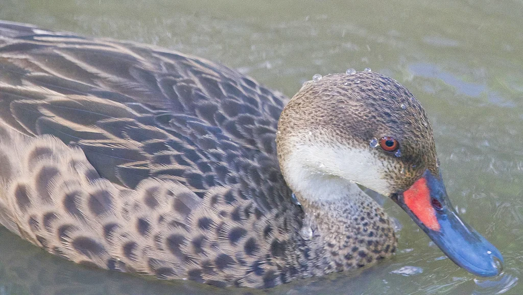 白脸针尾鸭(Anas bahamensis)