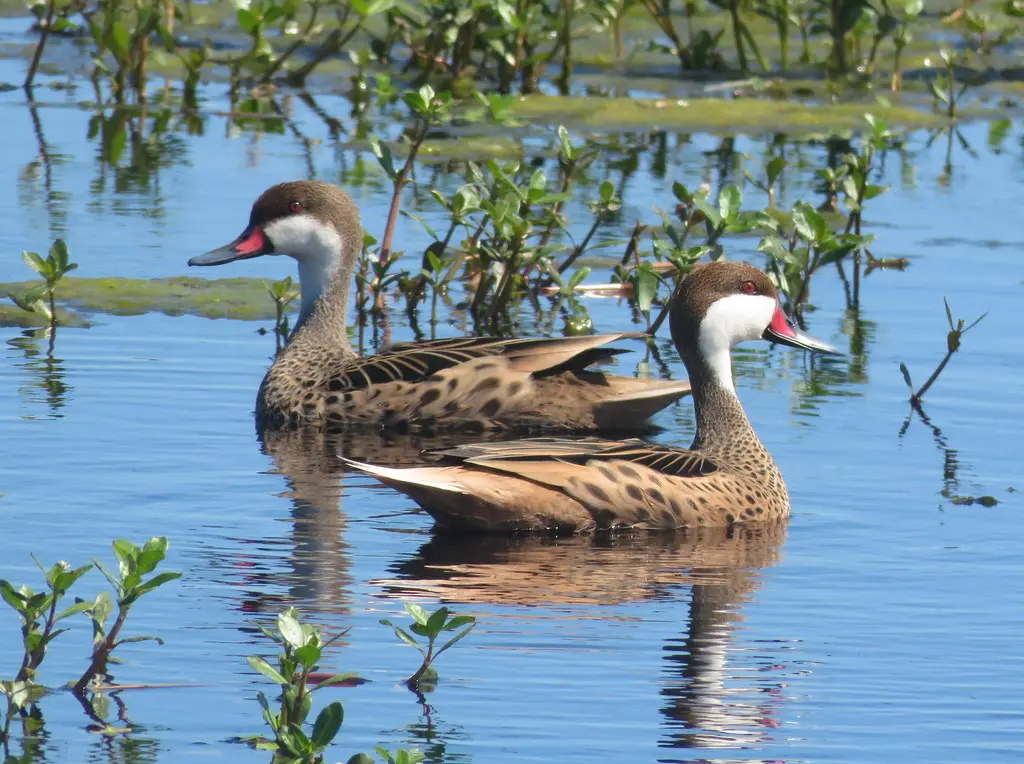 白脸针尾鸭(Anas bahamensis)