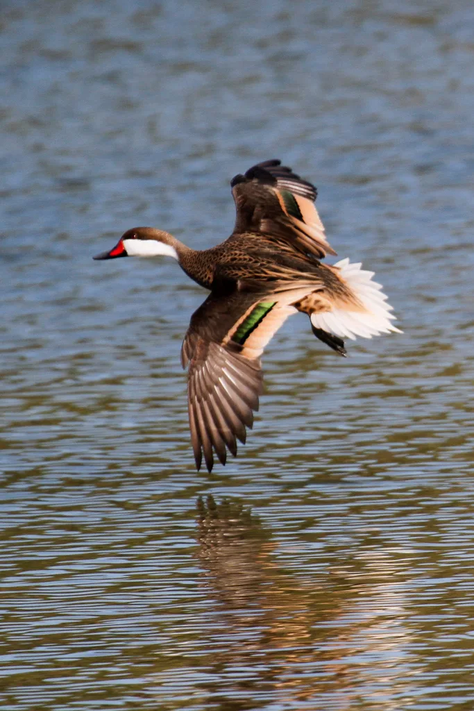 白脸针尾鸭(Anas bahamensis)