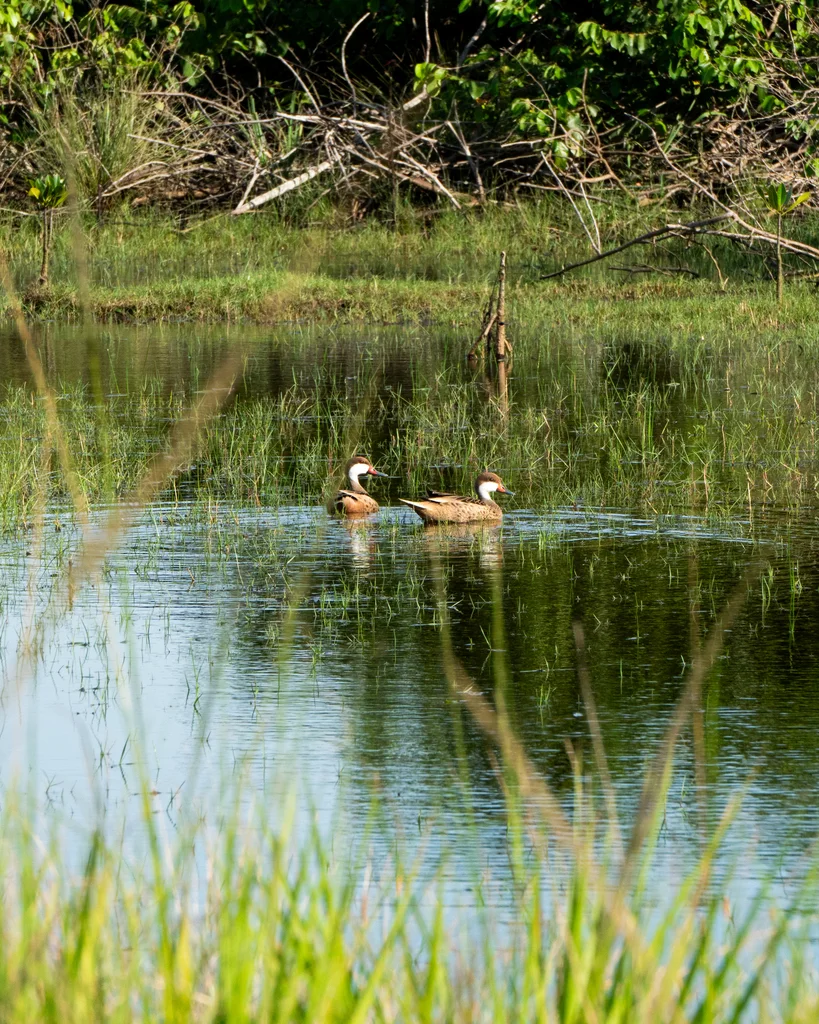 白脸针尾鸭(Anas bahamensis)