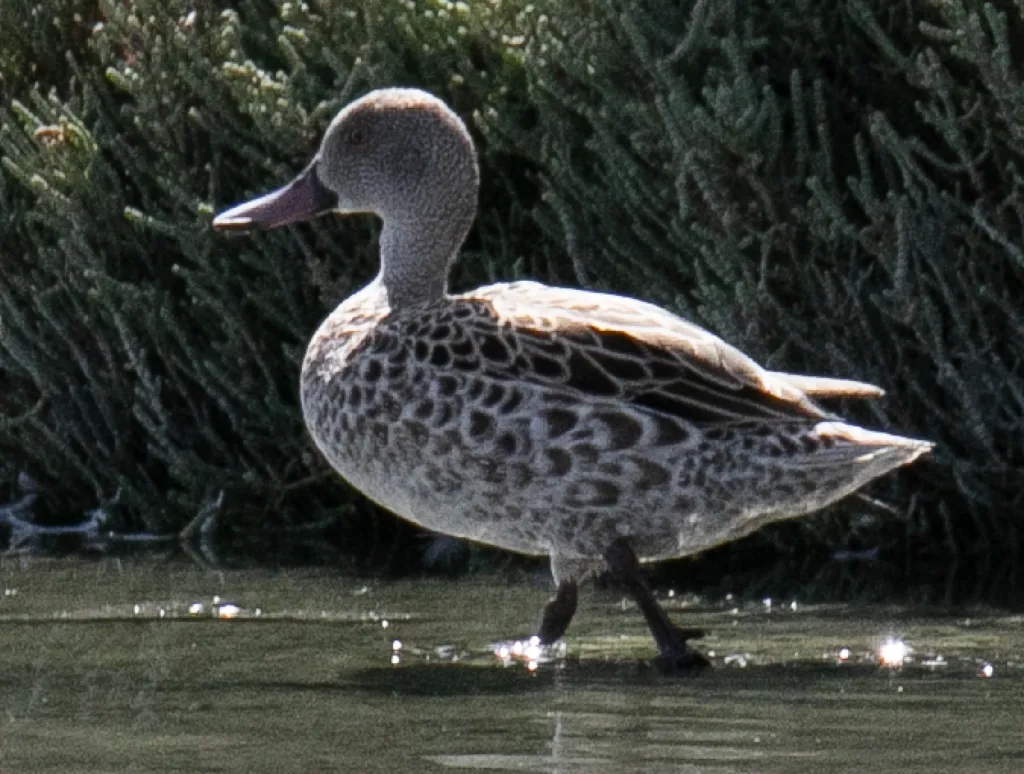 绿翅灰斑鸭(Anas capensis)
