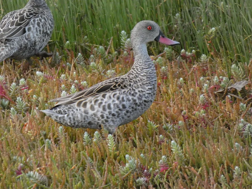 绿翅灰斑鸭(Anas capensis)