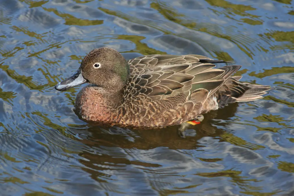 褐鸭(Anas chlorotis)