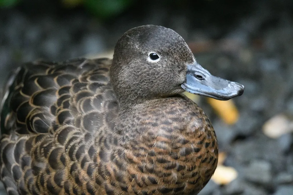 褐鸭(Anas chlorotis)
