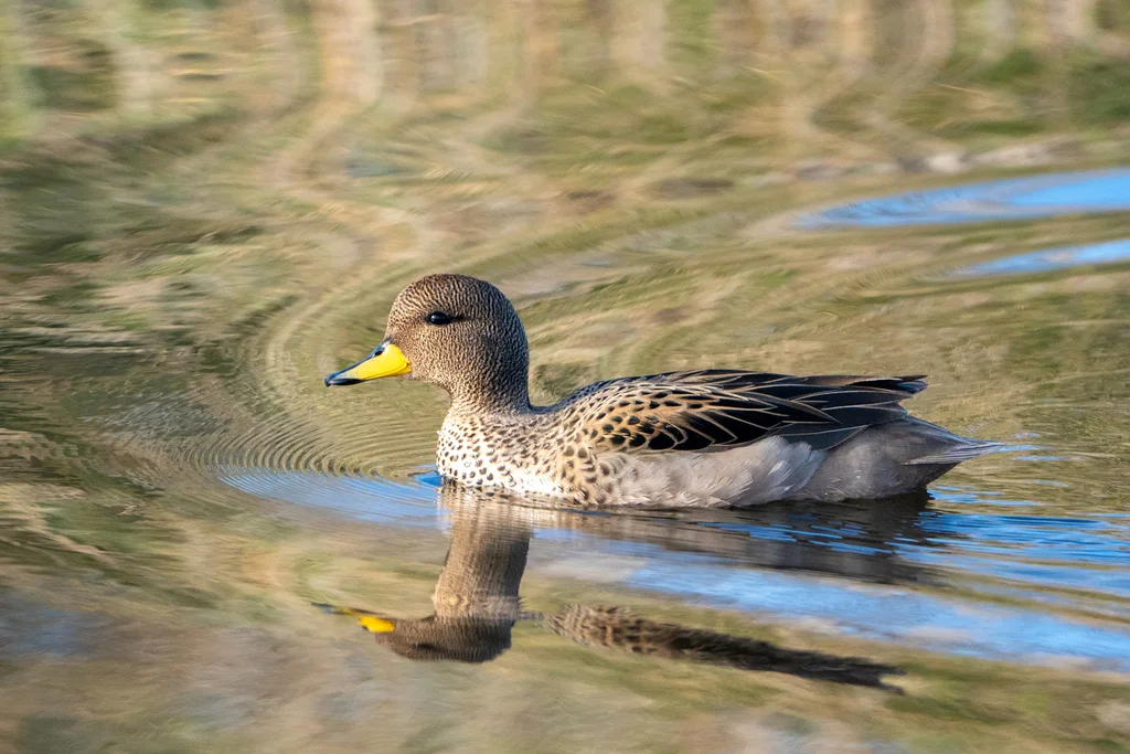 黄嘴鸭(Anas flavirostris)