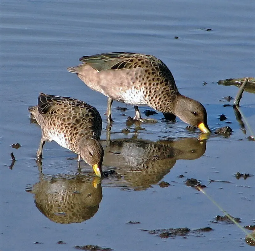 黄嘴鸭(Anas flavirostris)