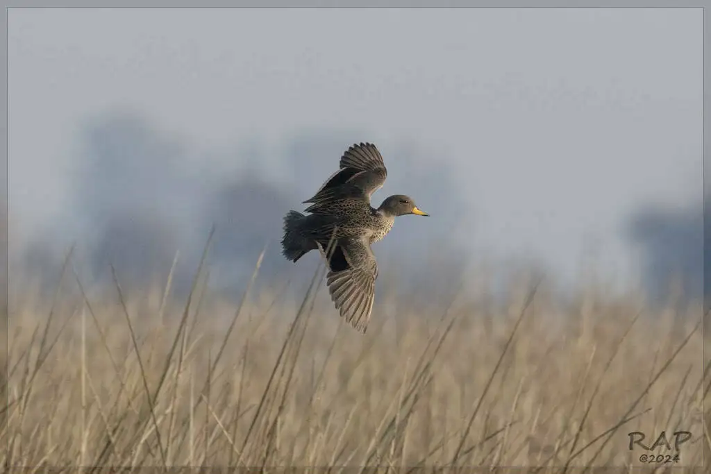 黄嘴鸭(Anas flavirostris)