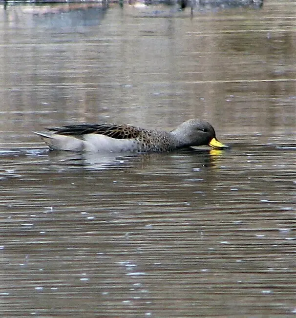 黄嘴鸭(Anas flavirostris)