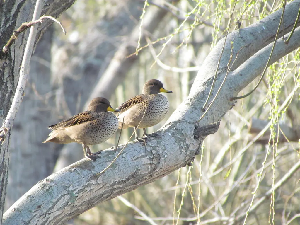 黄嘴鸭(Anas flavirostris)