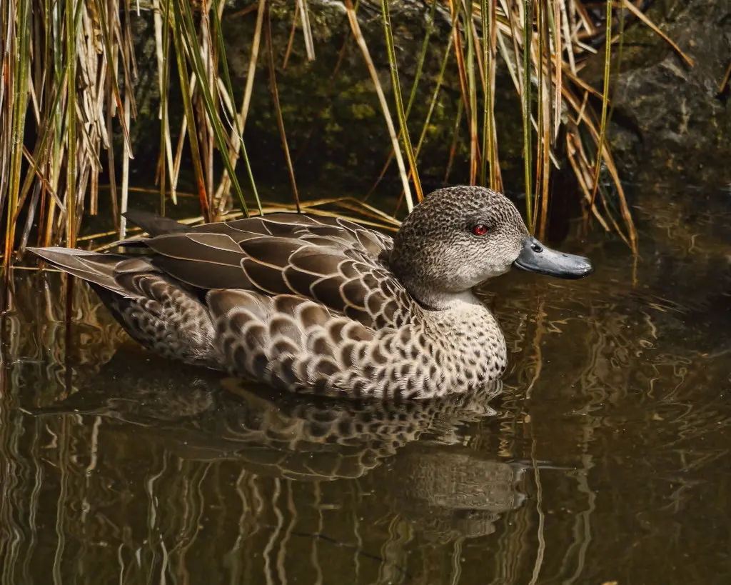 灰鸭(Anas gracilis)