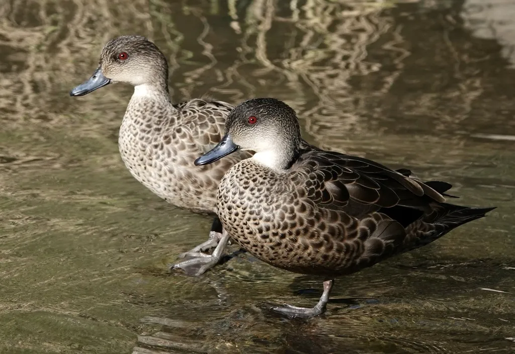 灰鸭(Anas gracilis)