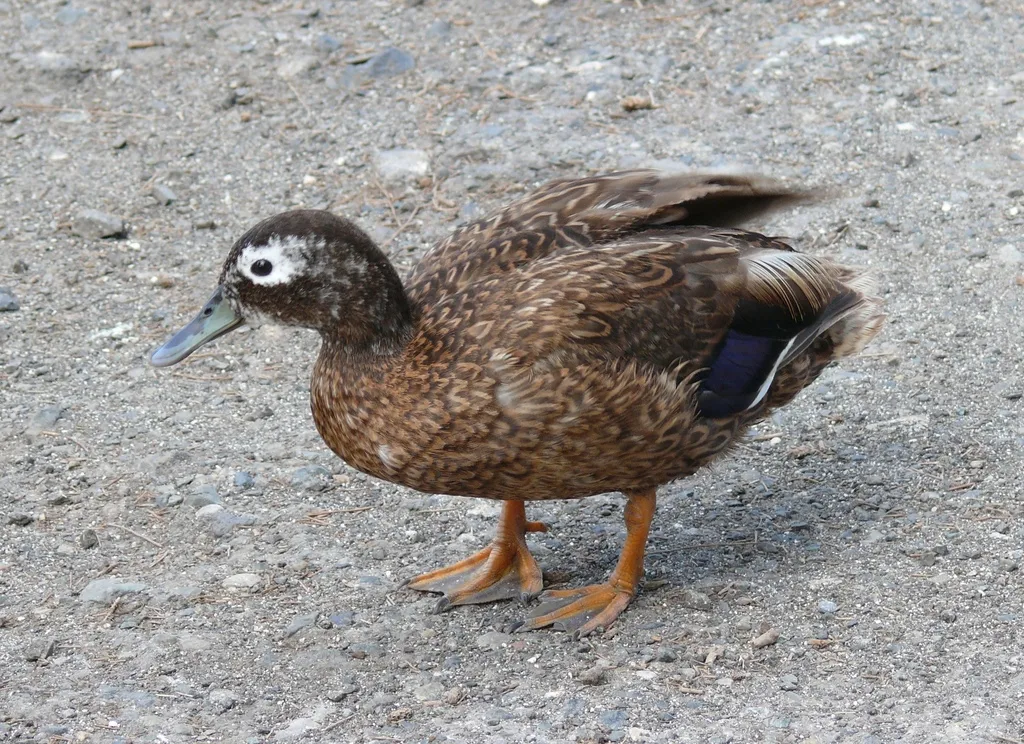 莱岛鸭(Anas laysanensis)