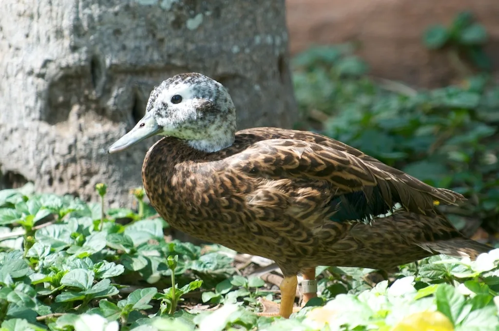 莱岛鸭(Anas laysanensis)