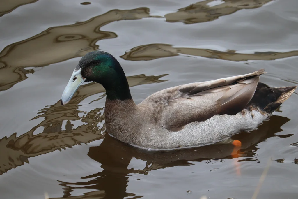 绿头鸭(Anas platyrhynchos)