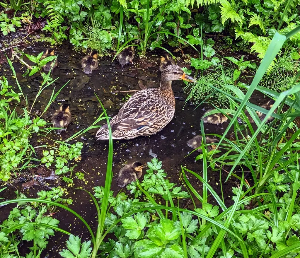 绿头鸭(Anas platyrhynchos)