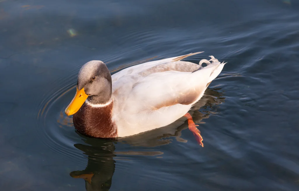 绿头鸭(Anas platyrhynchos)