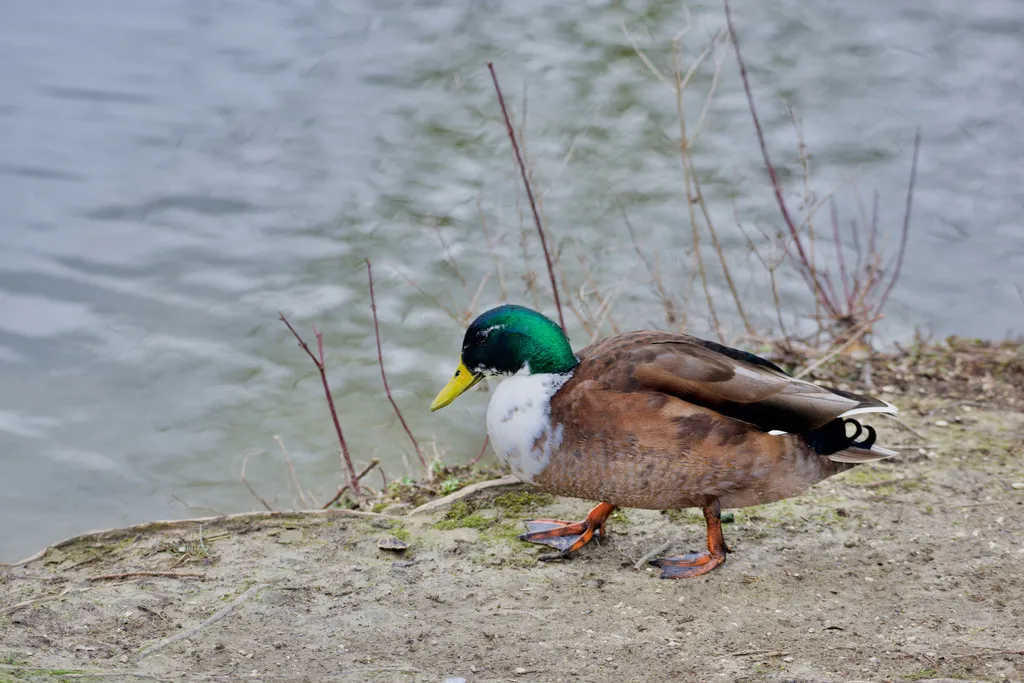 绿头鸭(Anas platyrhynchos)