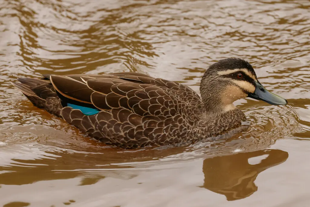 太平洋黑鸭(Anas superciliosa)