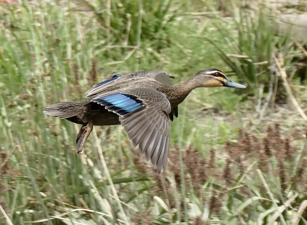 太平洋黑鸭(Anas superciliosa)