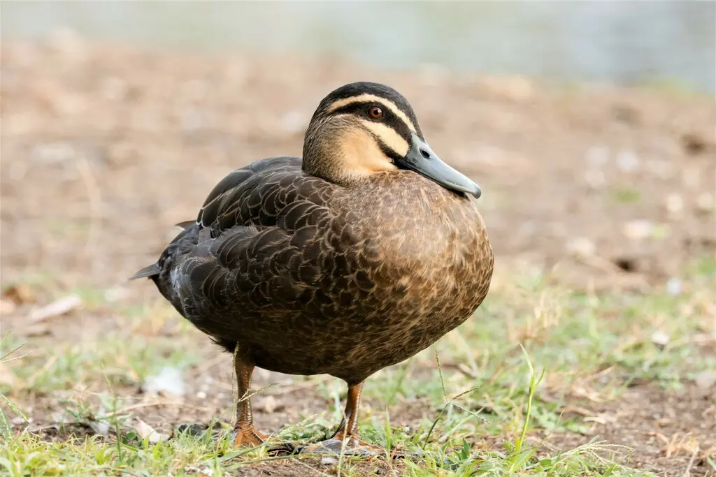 太平洋黑鸭(Anas superciliosa)