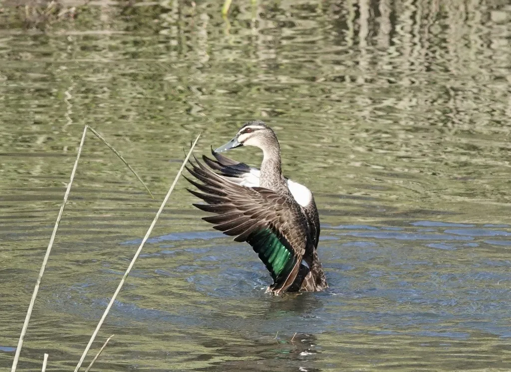 太平洋黑鸭(Anas superciliosa)