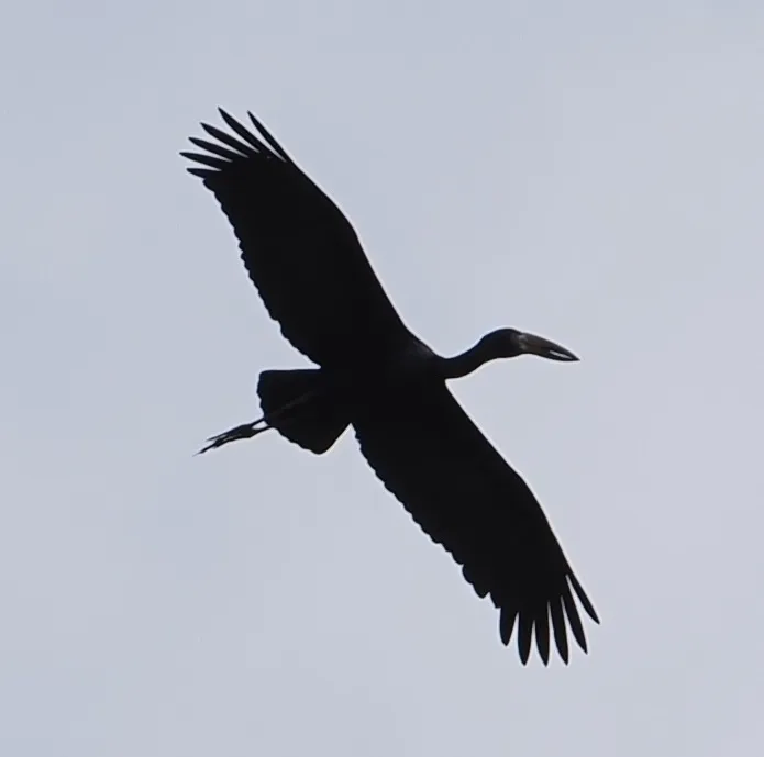 非洲钳嘴鹳(Anastomus lamelligerus)