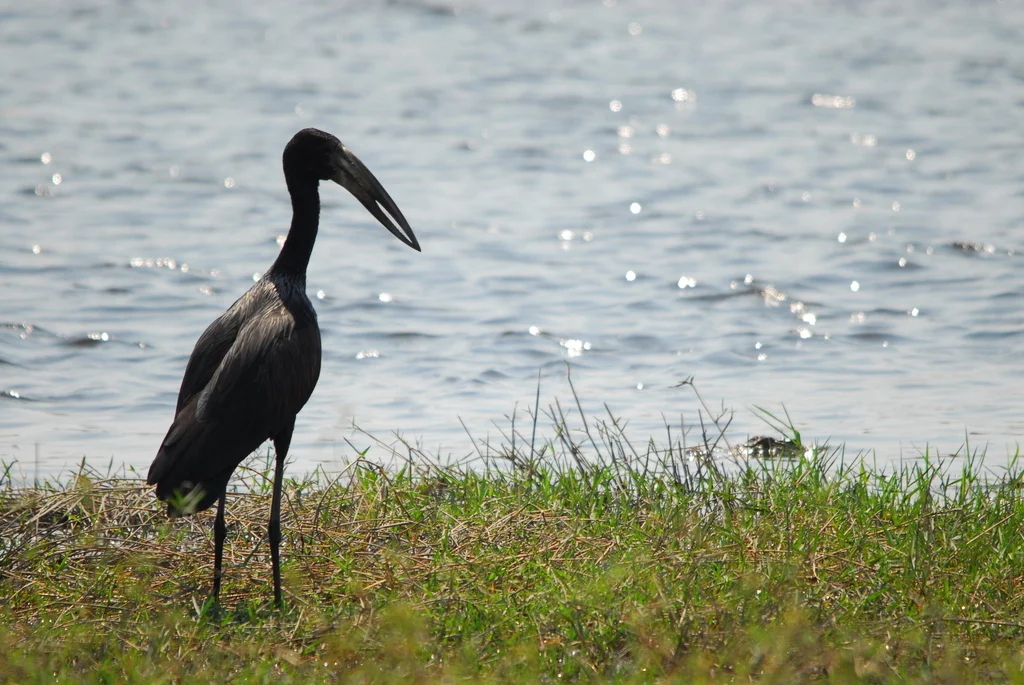 非洲钳嘴鹳(Anastomus lamelligerus)