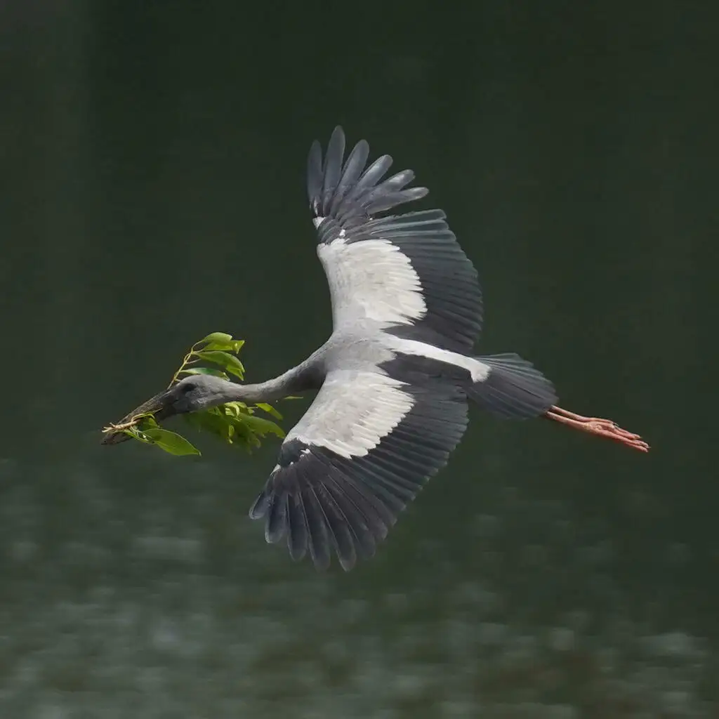 钳嘴鹳（Anastomus oscitans）