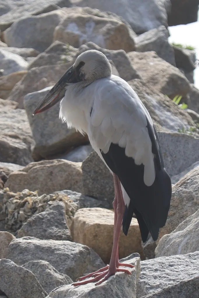 钳嘴鹳（Anastomus oscitans）
